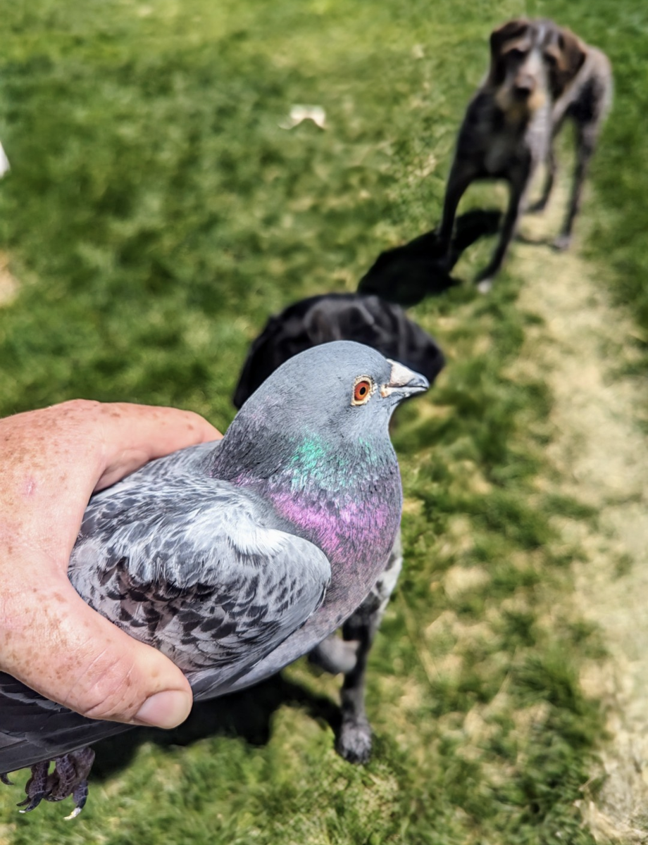 Pigeons for dog training Elko, NV