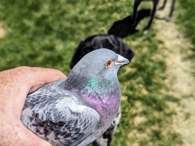 Pigeons for dog training Elko, NV