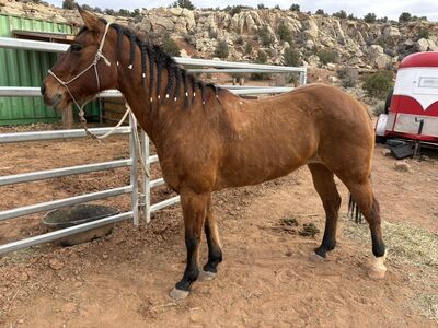 14 Year Old Ranch Mare