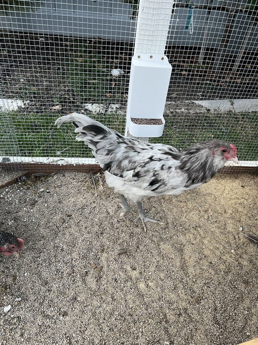 Ameracauna Rooster 