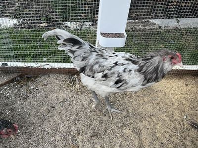 Ameracauna Rooster