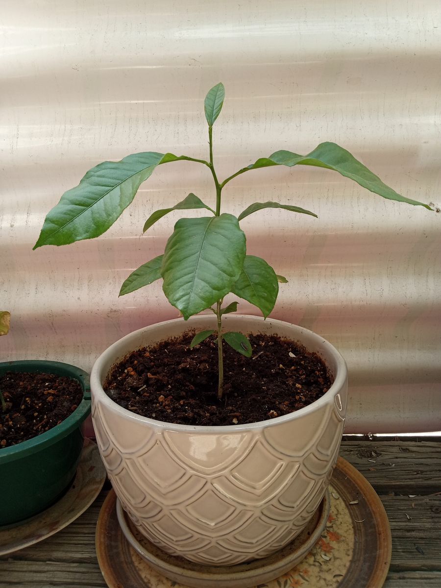 Organic lemon tree live plant in beautiful ceramic pot