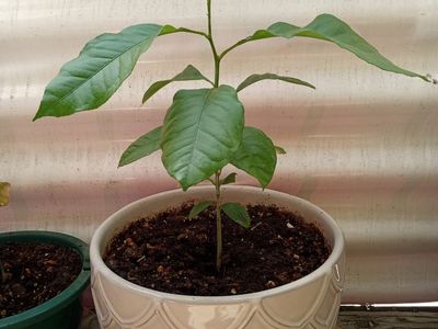 Organic lemon tree live plant in beautiful ceramic pot