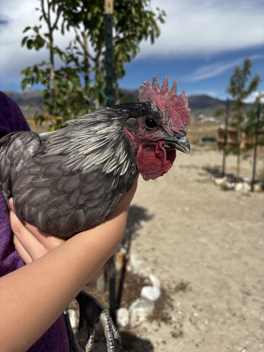 Zombie roosters