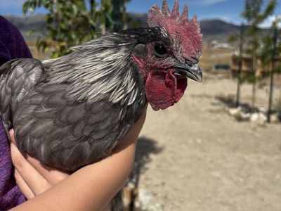 Zombie roosters