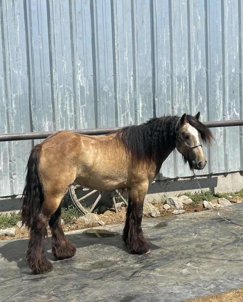 Main image 6