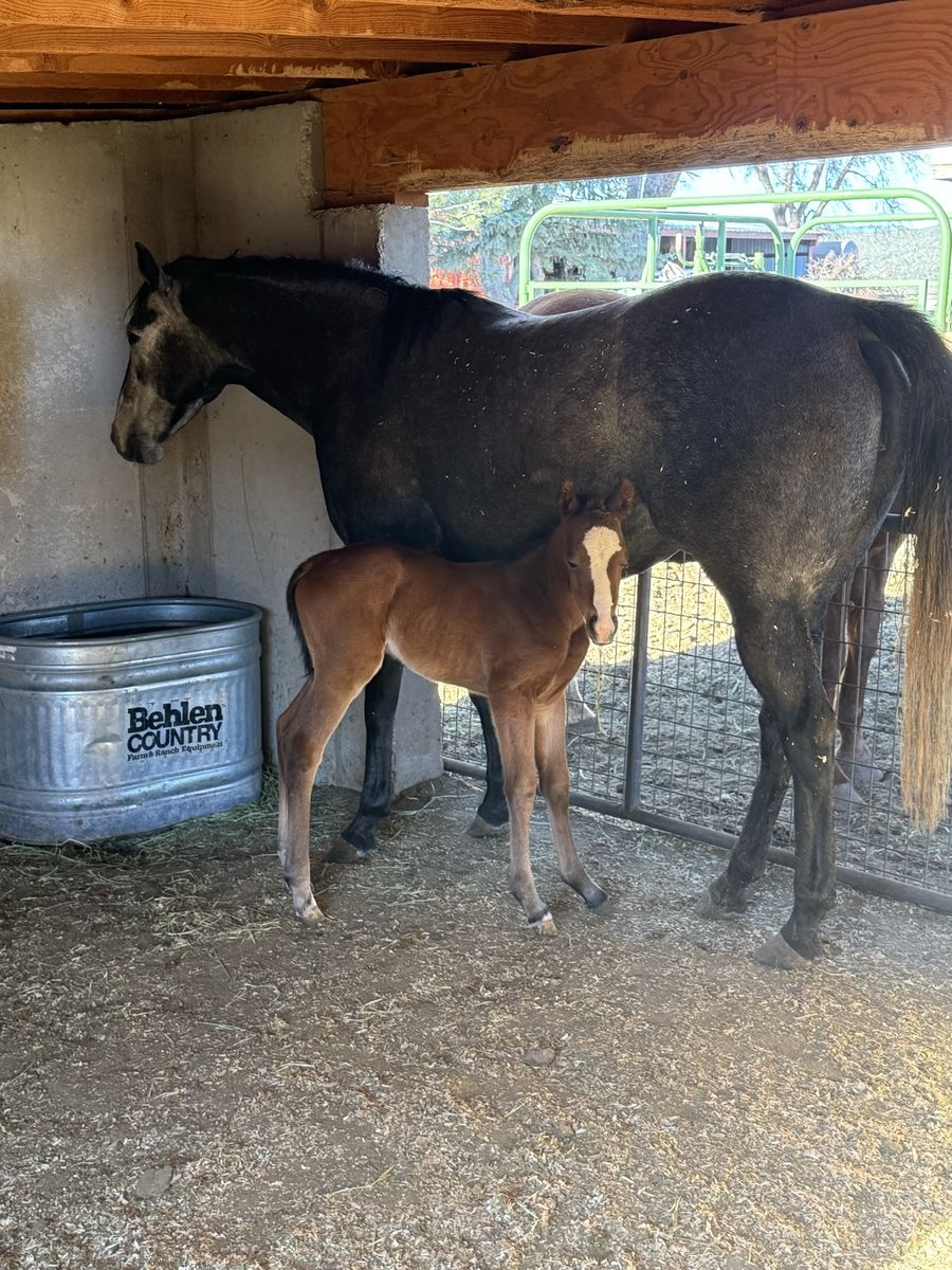 5 Year Old Grey Mare and Filly