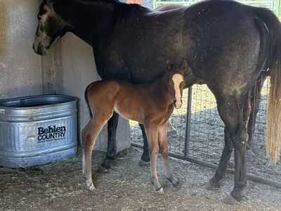 5 Year Old Grey Mare and Filly