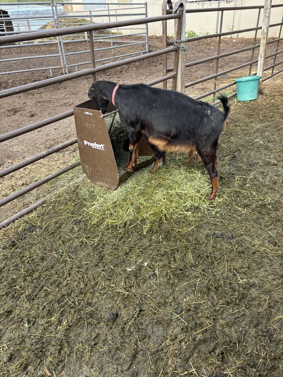 Pregnant yearling lamancha doe