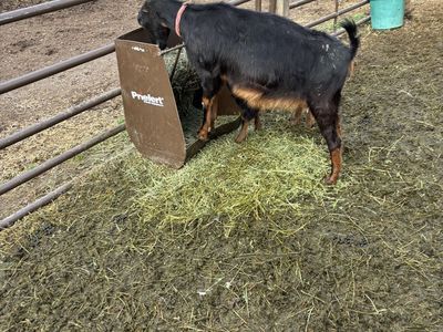 Pregnant yearling lamancha doe