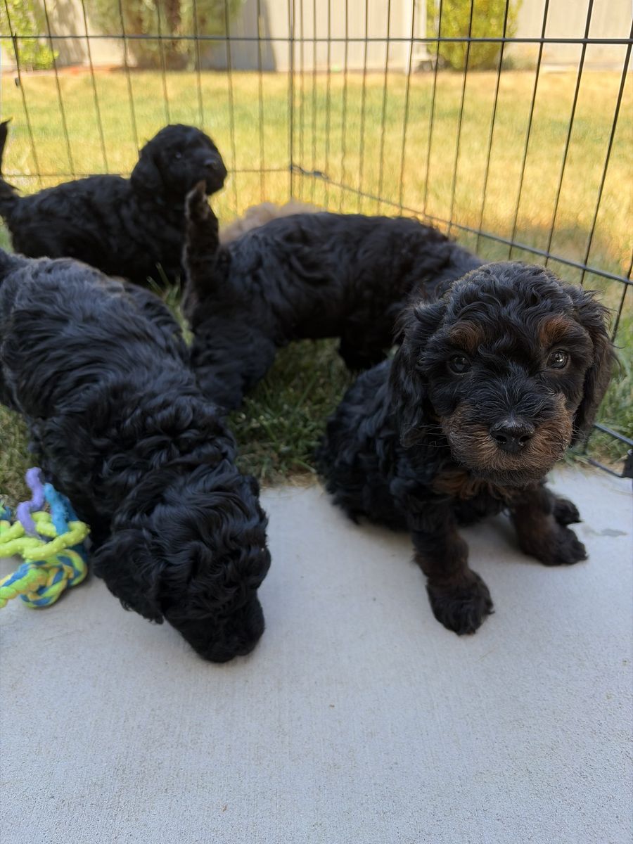 F1bb Mini Goldendoodle Puppies - Available 8/7