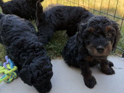 F1bb Mini Goldendoodle Puppies - Available 8/7