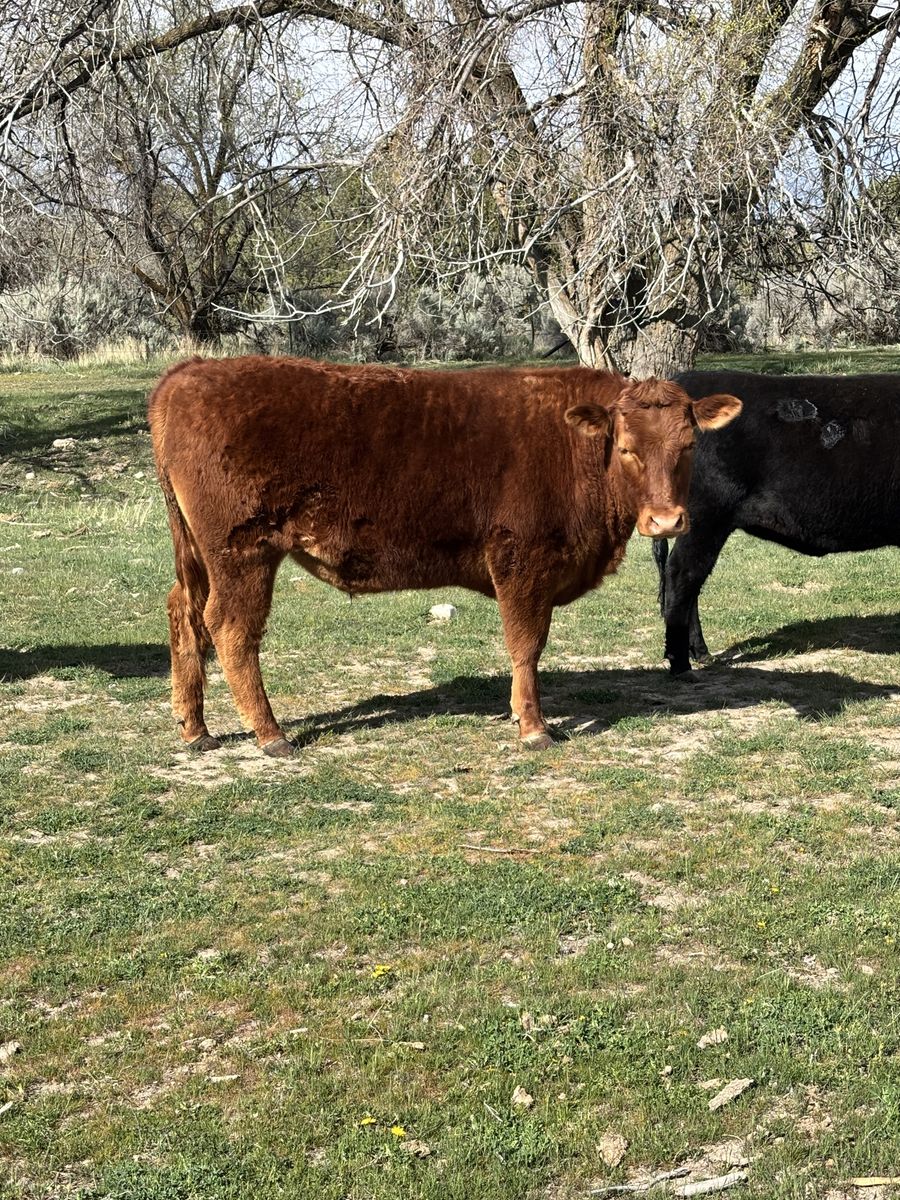 Grass Fed Red Akaushi/Angus Steer