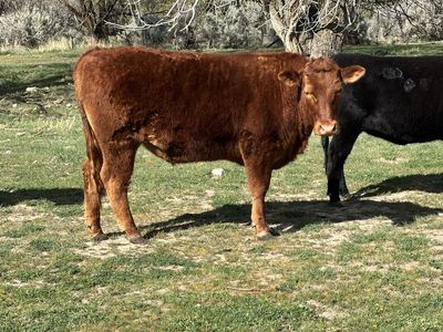 Grass Fed Red Akaushi/Angus Steer