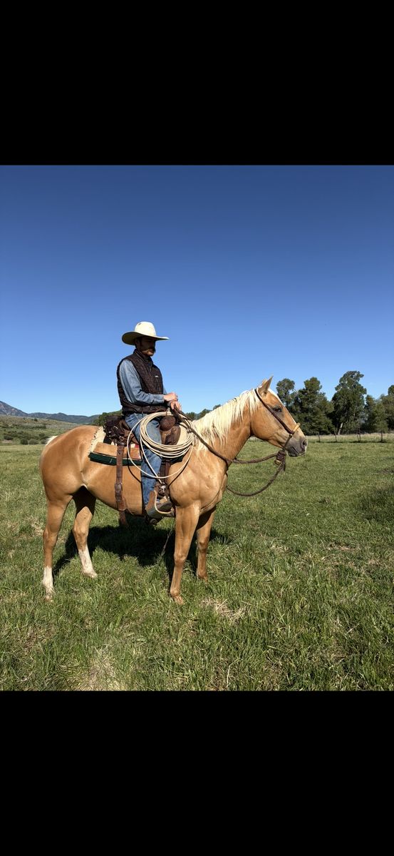 GENTLE 5YRO RANCH MARE