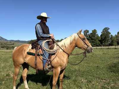 GENTLE 5YRO RANCH MARE