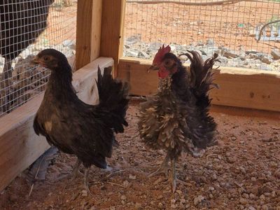 Serama pair