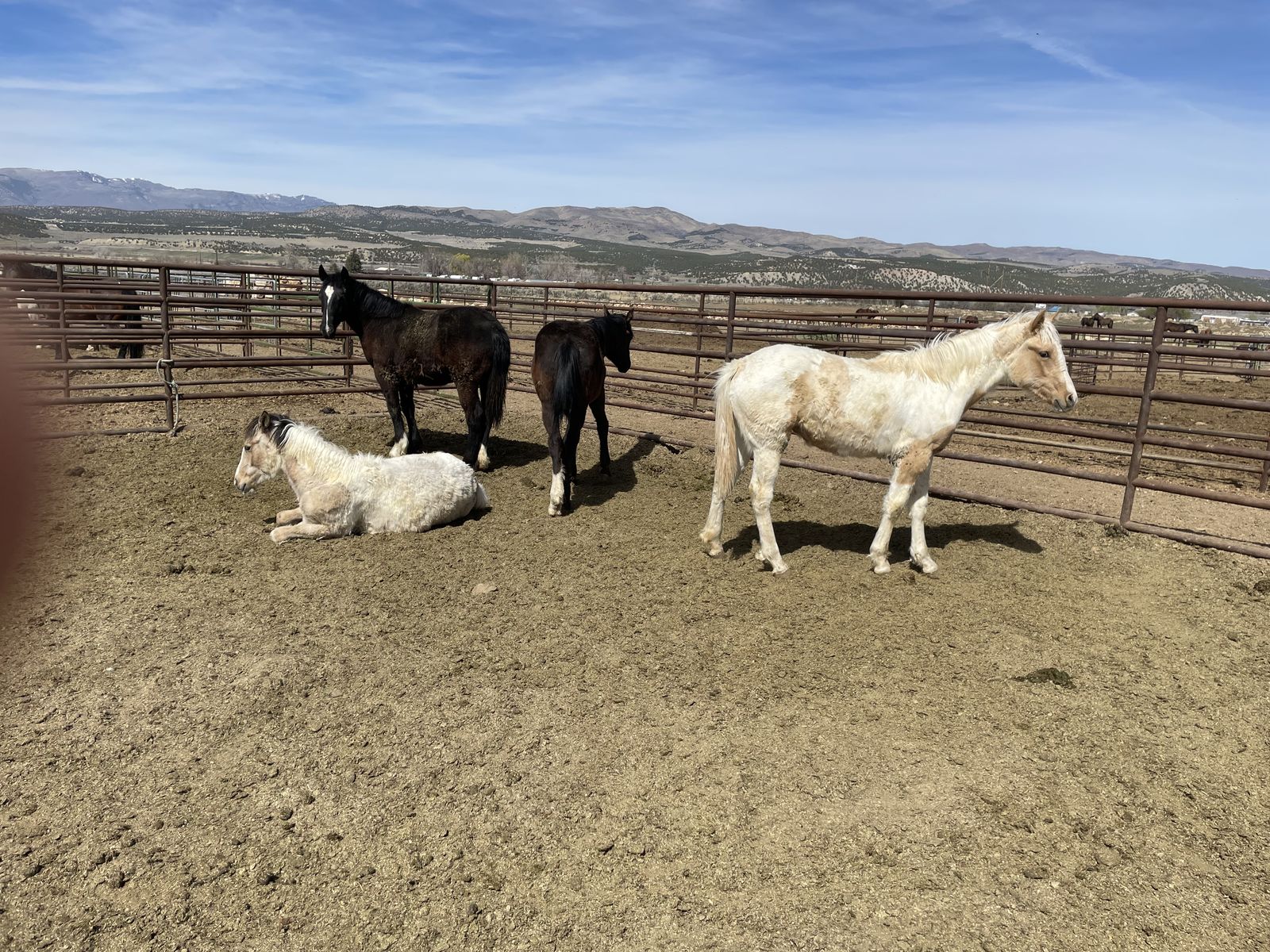 Yearling Draft Cross