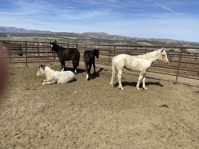 Yearling Draft Cross