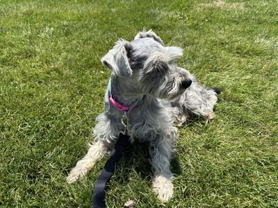 Miniature Schnauzer