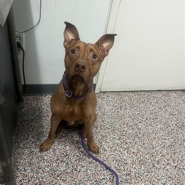 Hello my name is Irv