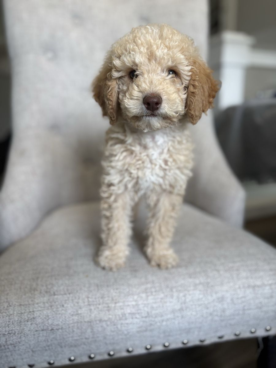 Mini Australian Goldendoodle Puppy - Ready for a Loving Home!