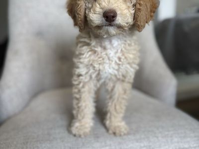 Mini Australian Goldendoodle Puppy - Ready for a Loving Home!