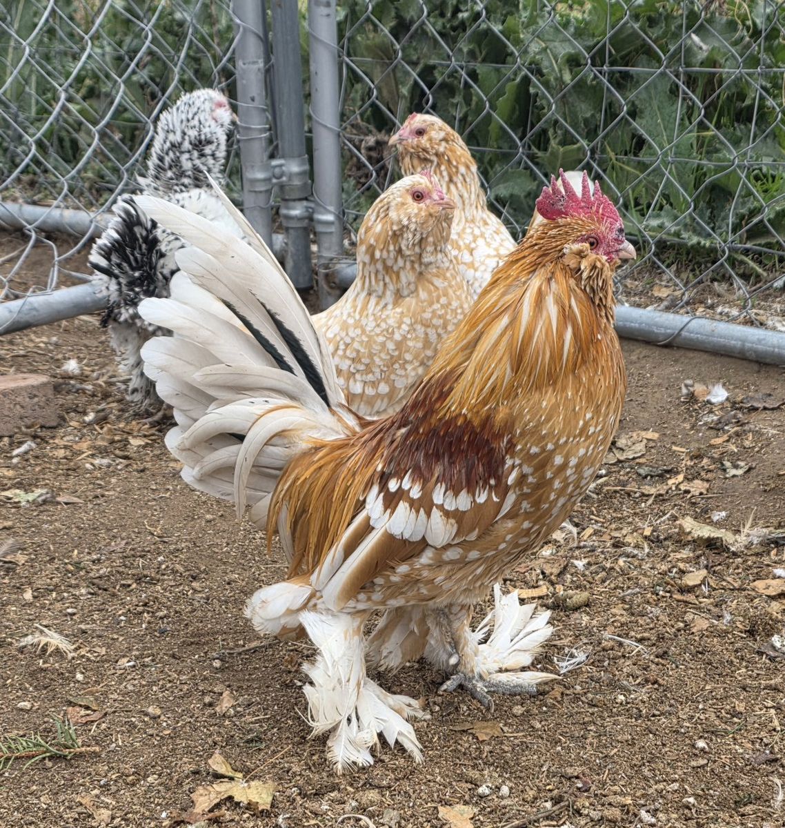 rare chicks! golden neck d'uccles