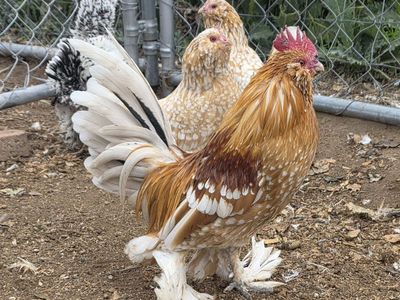 rare chicks! golden neck d'uccles