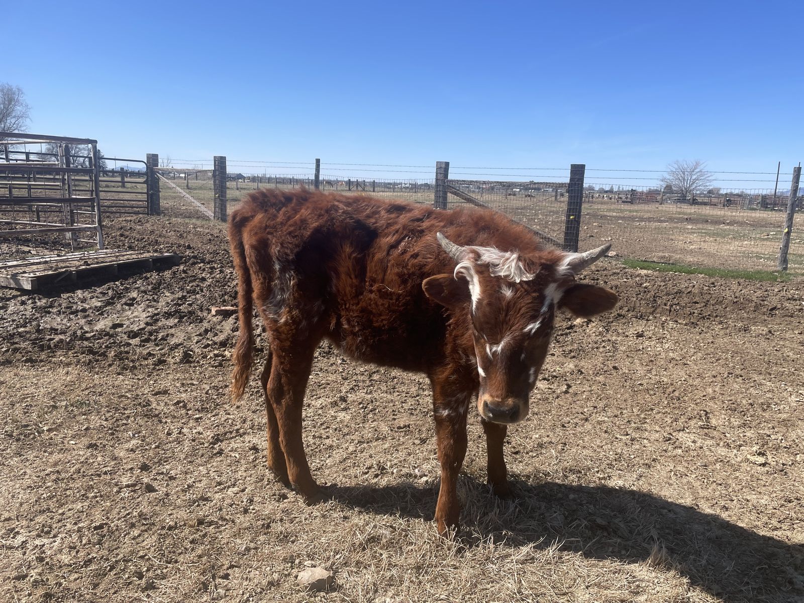 Texas Longhorn Heifer