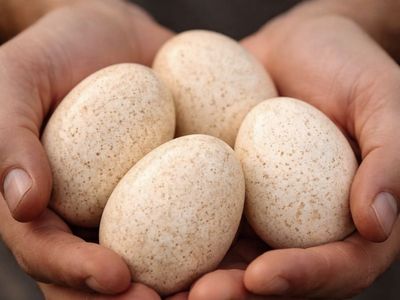 Fertilized heritage turkey eggs