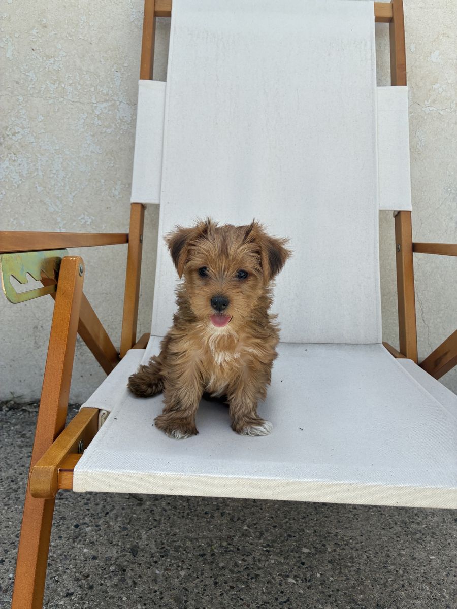 Akc registered female Yorkies