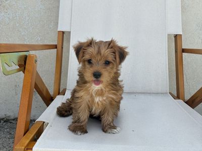 Akc registered female Yorkies
