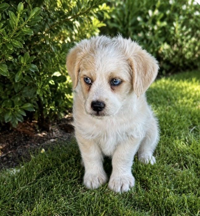 Blue eyed mini doodle
