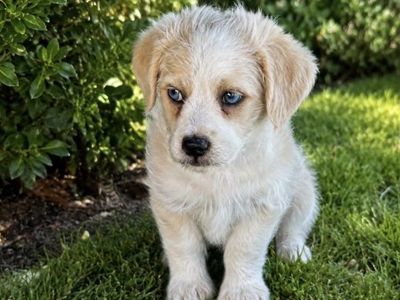 Blue eyed mini doodle