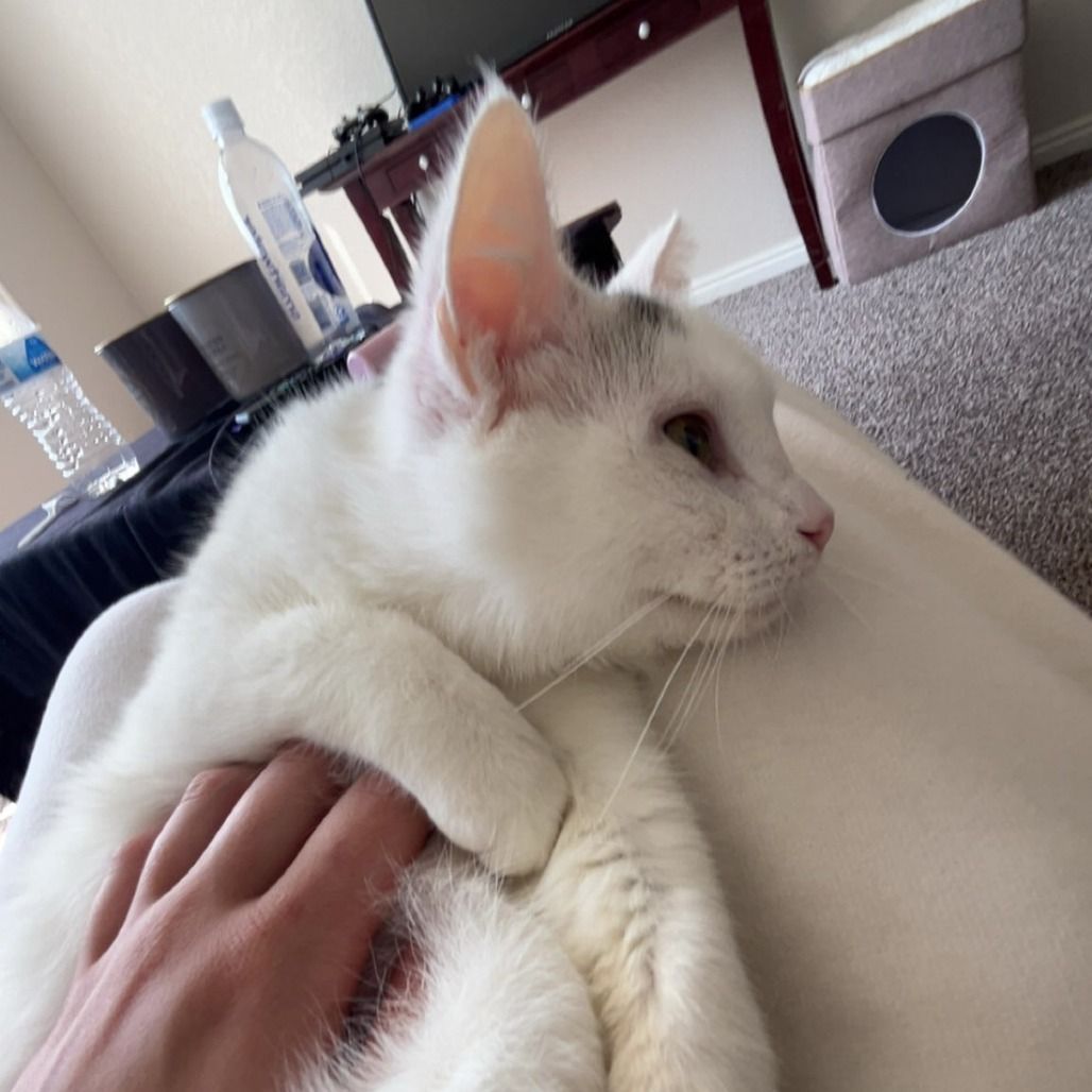 Hello my name is Snowbell