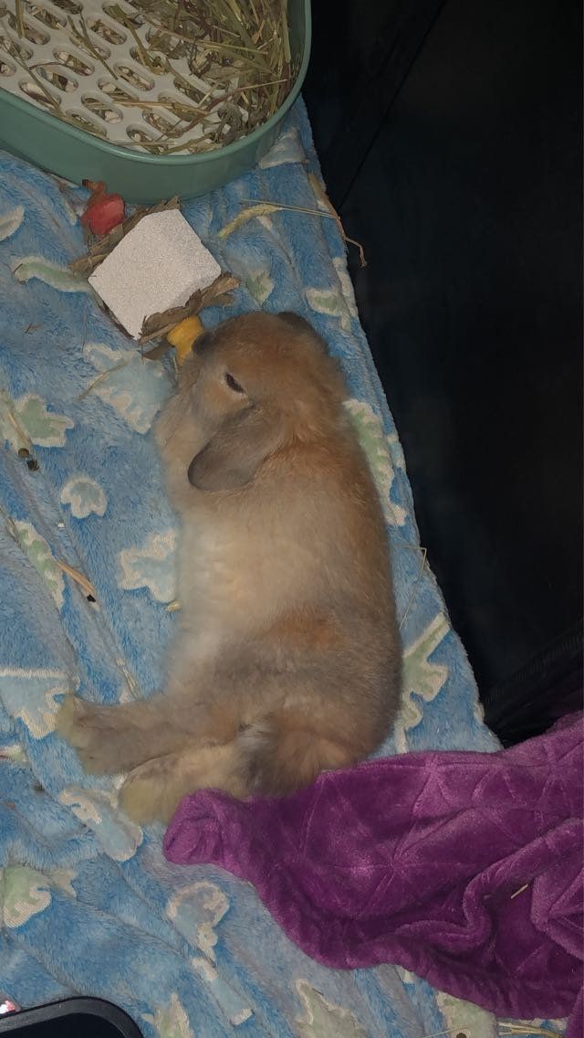 Female Holland Lop