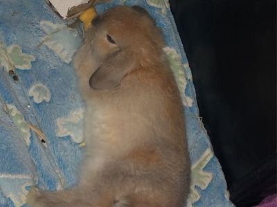 Female Holland Lop