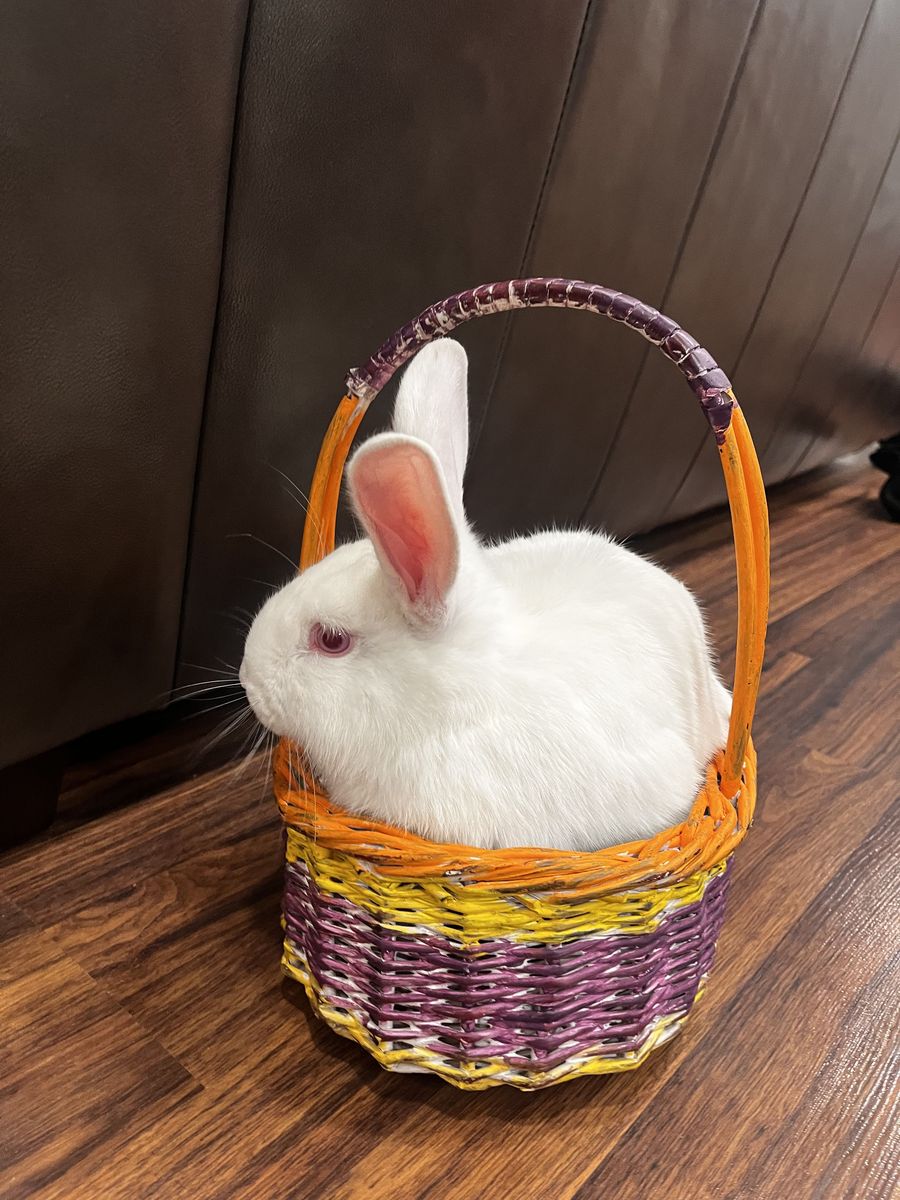Albino bunny