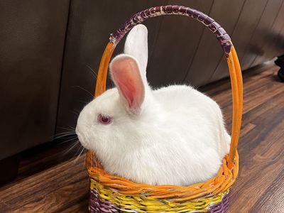 Albino bunny