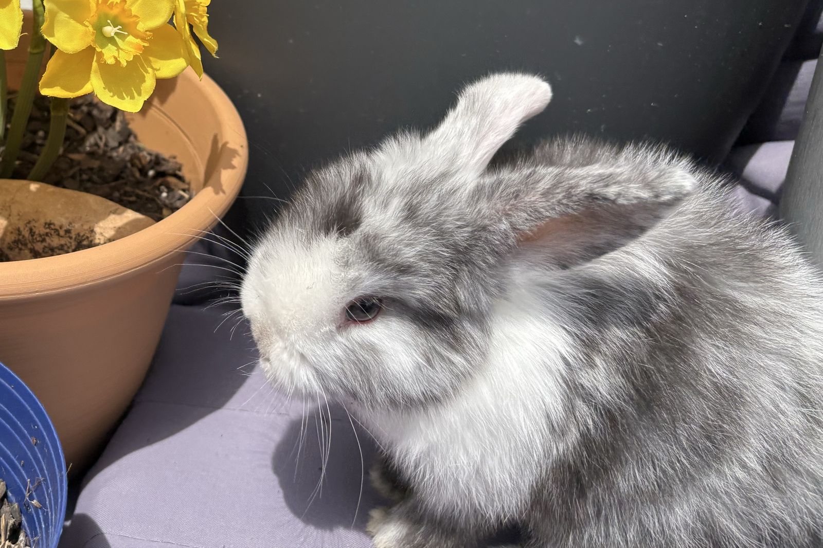 Holland Lop Rabbits