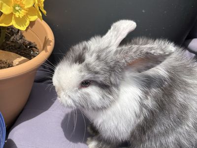 Holland Lop Rabbits