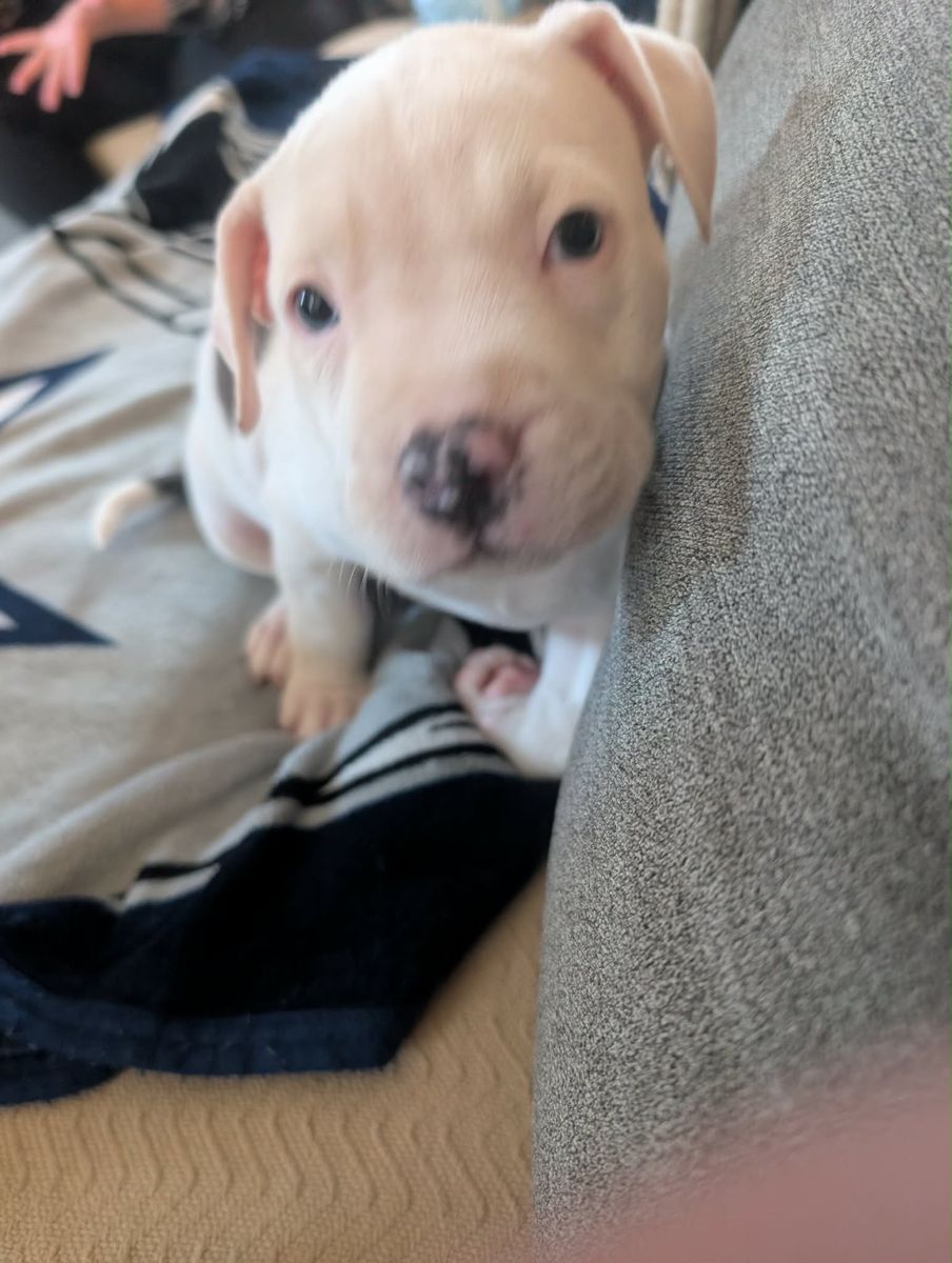 Adorable Pitbull Puppy - White with Gray Spots Blue Nose Pittbull