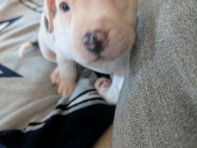 Adorable Pitbull Puppy - White with Gray Spots Blue Nose Pittbull