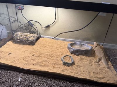 Bearded dragon/ crested gecko