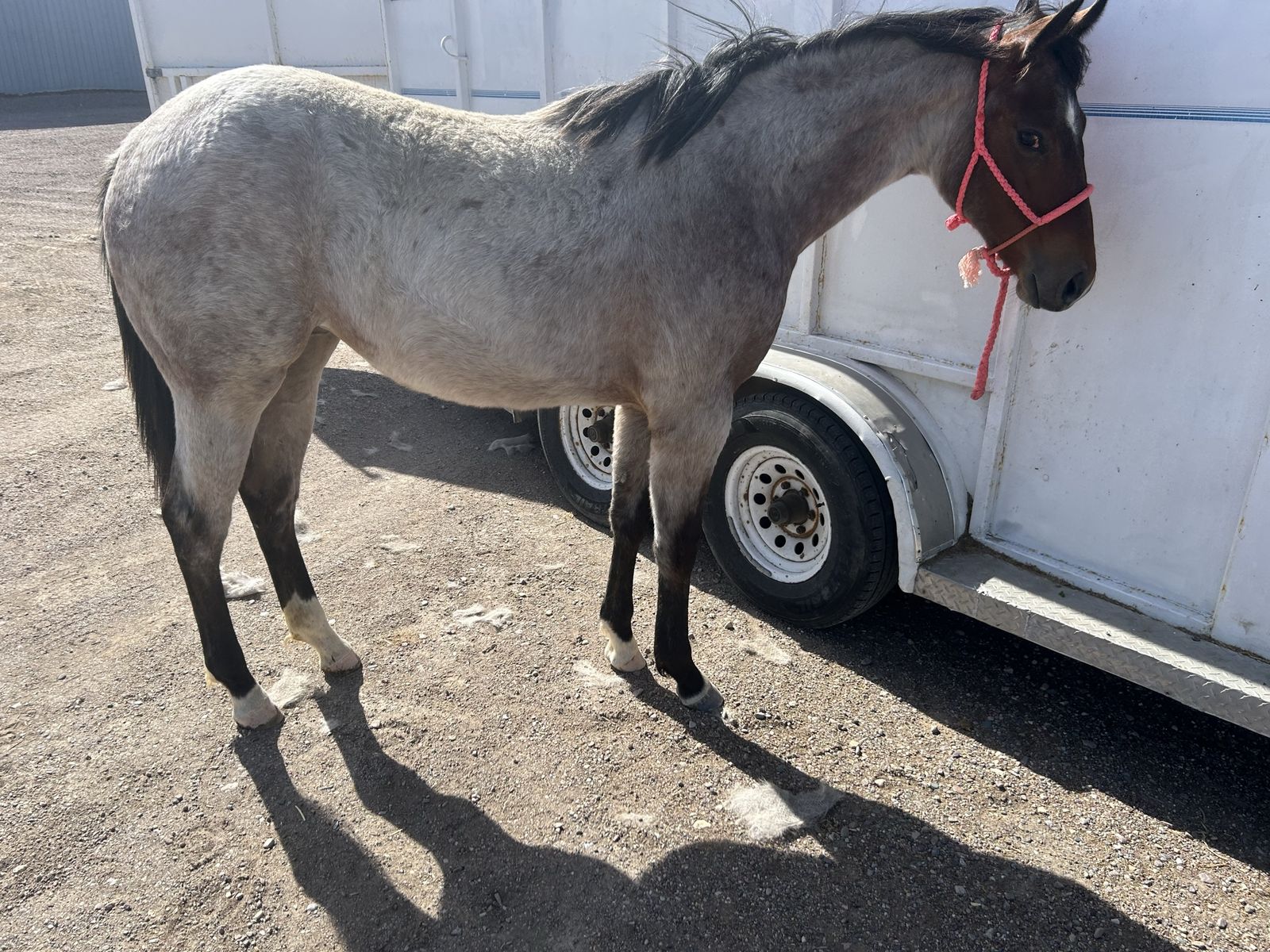 2025 bay roan filly