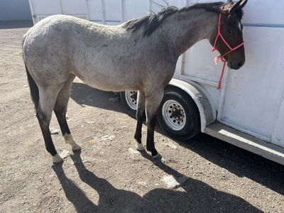 2025 bay roan filly