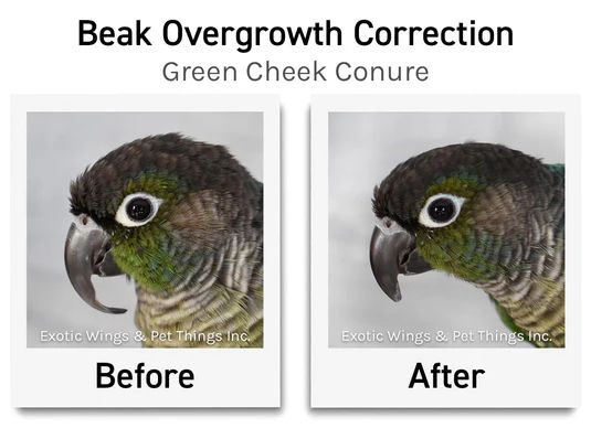Bird Nail/Beak Trimming Service