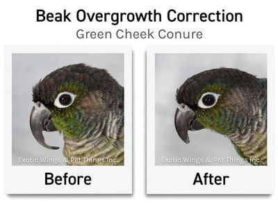 Bird Nail/Beak Trimming Service