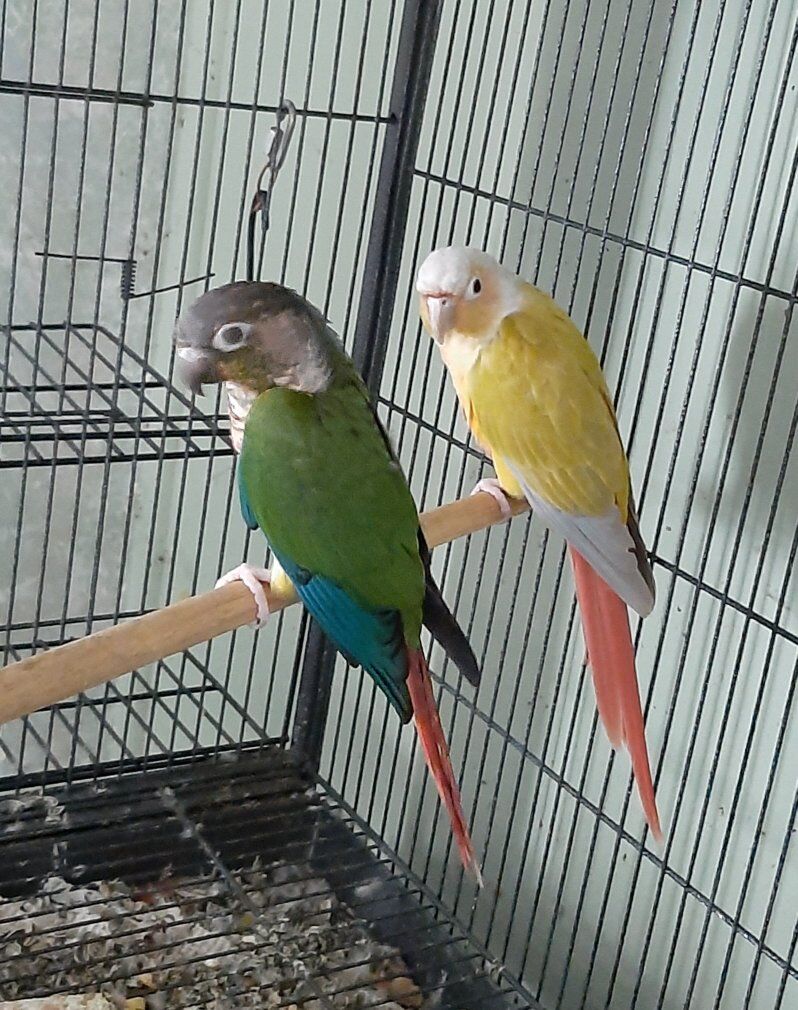 Young pair conure yellowsided